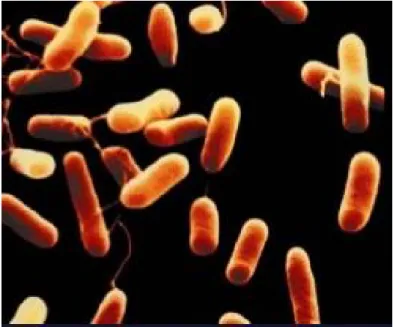 Figure 2 : Haemophilus influenza [21]. 