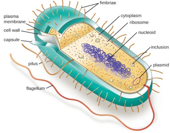 Figure 12: Structure de la bactérie [10] 