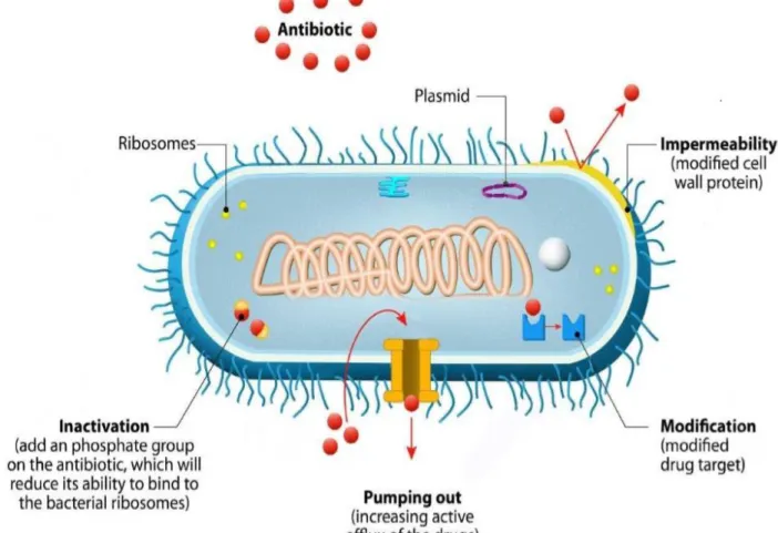 Figure 15: Mécanismes de résistance bactérienne [19] 