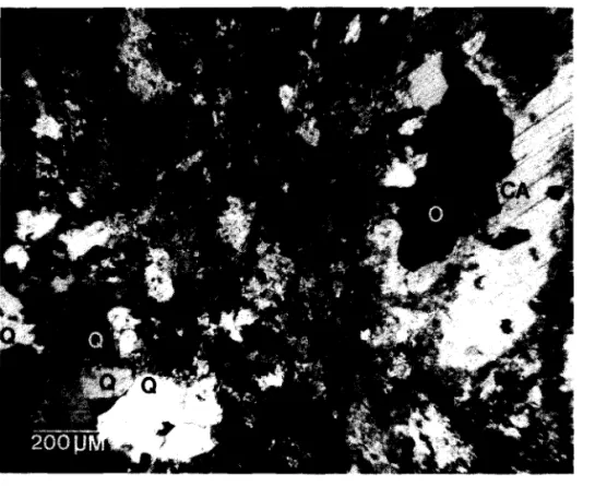 FIGURE 11. HOLE 17 # 1. NORMAL LIGHT. X 25.