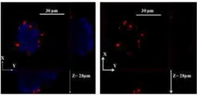 Fig. 1.  Contact angle measurements (0) formed by the water drop of  BSNPs  Ru@Si-A, Ru@Si-B, Ru@Si-C and Ru@Si-D