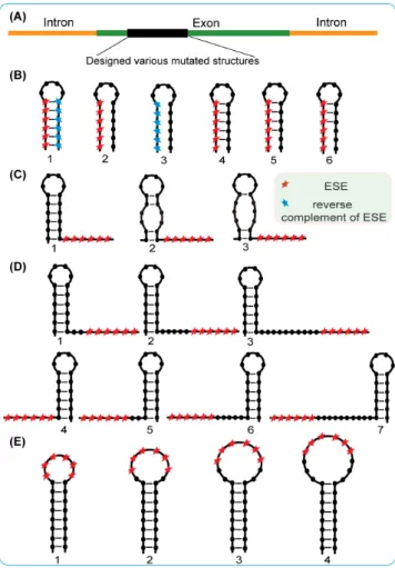 Figure 3: Illustration of the experimental design (A) and various constructs containing the ESE motif in different structural context (B-D)