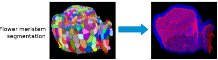 Fig. 1: Segmentation of a FM image I (left) and the point-sets P K I ex- ex-traction result for K = {1, 2} (right)