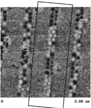 Fig. 2.10. MFM image of patterned media written by ring head. Black lines indicate a trajectory of the ring  head [23].