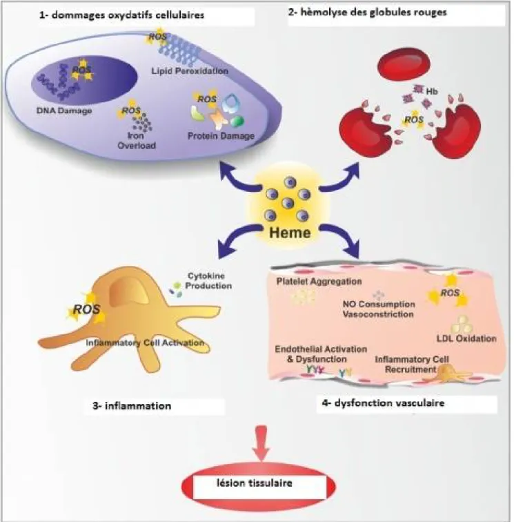 Figure 2 : La toxicité de l’hème libre. 