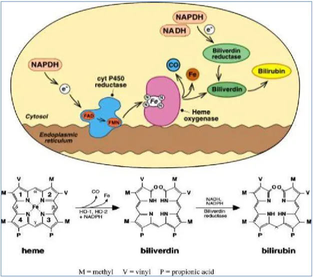 Figure 9 :la voie de dégradation de l’hème dans les cellules de mammifères(48). 