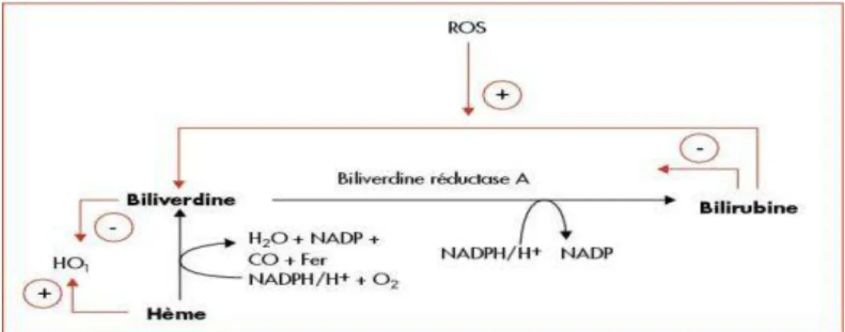 Figure 10: cycle redox biliverdine/bilirubine. 