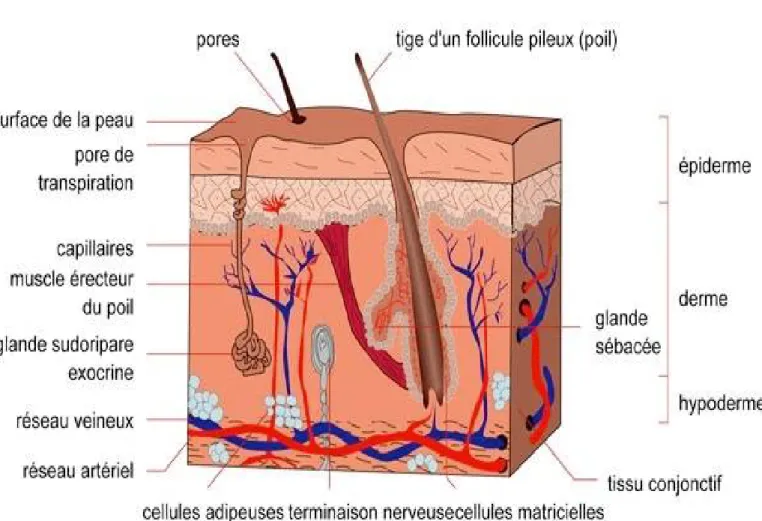 Figure 12 : la structure de la peau. 