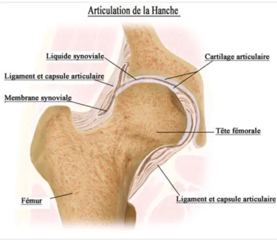 Figure 1 : Articulation de la hanche [5] 