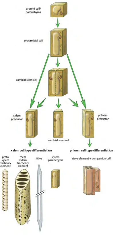Figure I-4. Overview of procambial/cambial cell specification and xylem/phloem cell differentiation (Extracted from (Schuetz  et al., 2013))