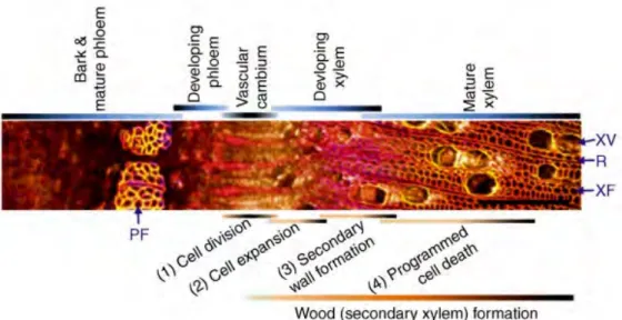 Figure I-5. Transversal sections of poplar stem (stained with Calcofluor, auramine O, propidium iodide) showing wood cell  formation processes (Ko et al., 2016)