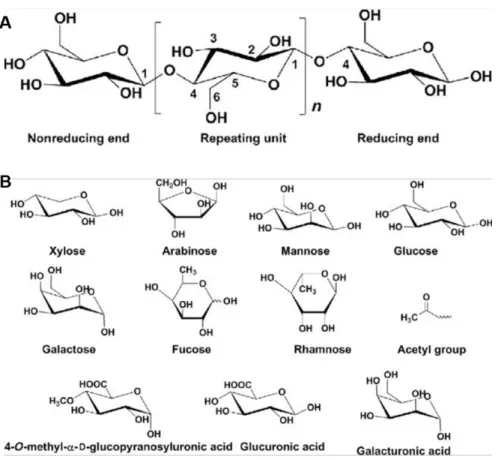 Figure I-6. Chemical structures of cellulose (A), and building blocks of hemicelluloses (B) (Zhou et al., 2016)