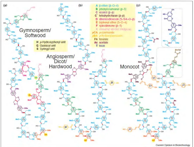Figure I-7. Lignin model structures of three major plant classes: gymnosperm/softwood (a), angiosperm/dicot/hardwood (b), and  monocot (c) (Ralph et al., 2019)