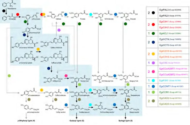 Figure I-8. The lignin biosynthesis pathway in Eucalyptus adapted from (Carocha et al., 2015)