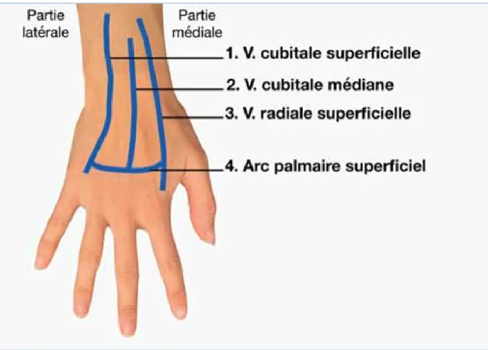 Figure 6   : veines superficielles de la face dorsale de la main (45) 