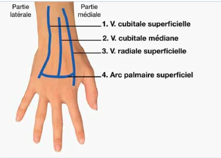 Figure 6   : veines superficielles de la face dorsale de la main (45) 