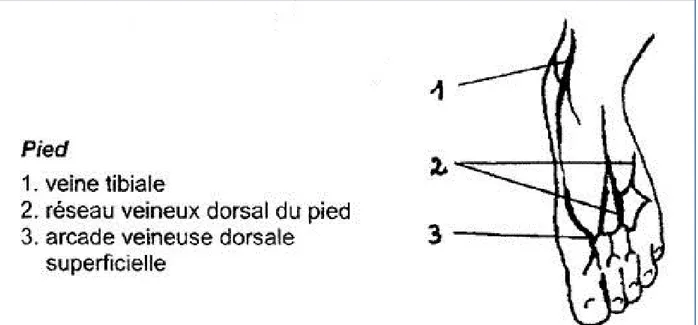 Figure 7  : veines de la région malléolaire (43)  4-  Remplissage des tubes : (14,15) 