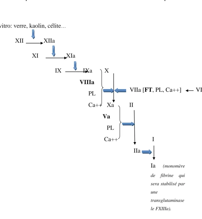 Figure 3: Rôle des facteurs V et VIII dans la cascade de la coagulation. 