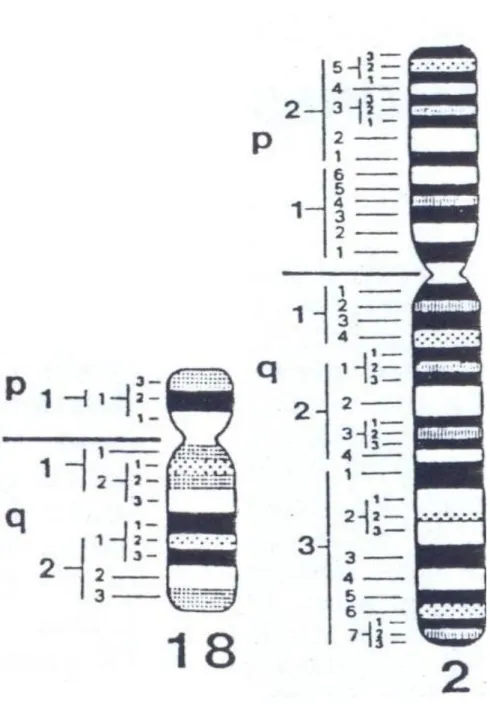 Figure 6 : les différentes régions des chromosomes 2 et 18 (6) . 