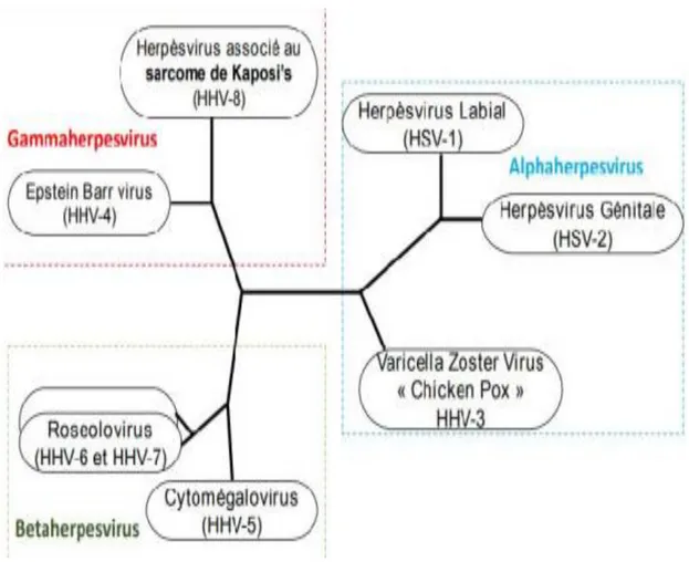 Figure 2: Arbre phylogénétique des Herpèsvirus humain.  