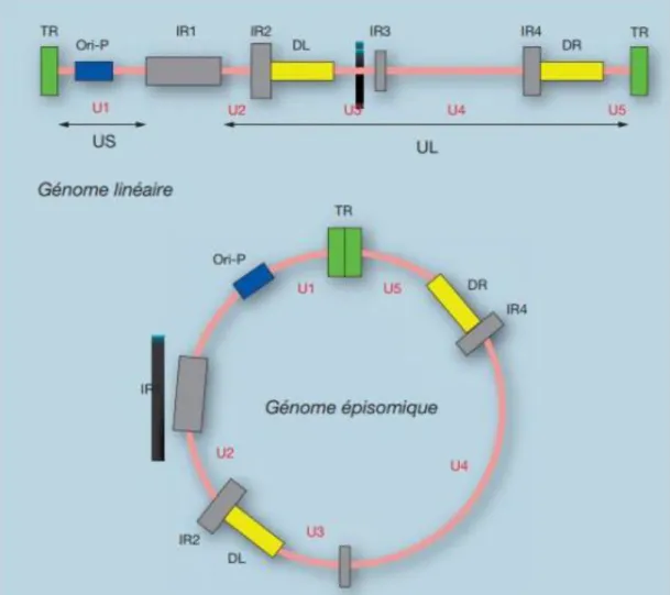 Figure 4: Représentation schématique du génome EBV [9] 