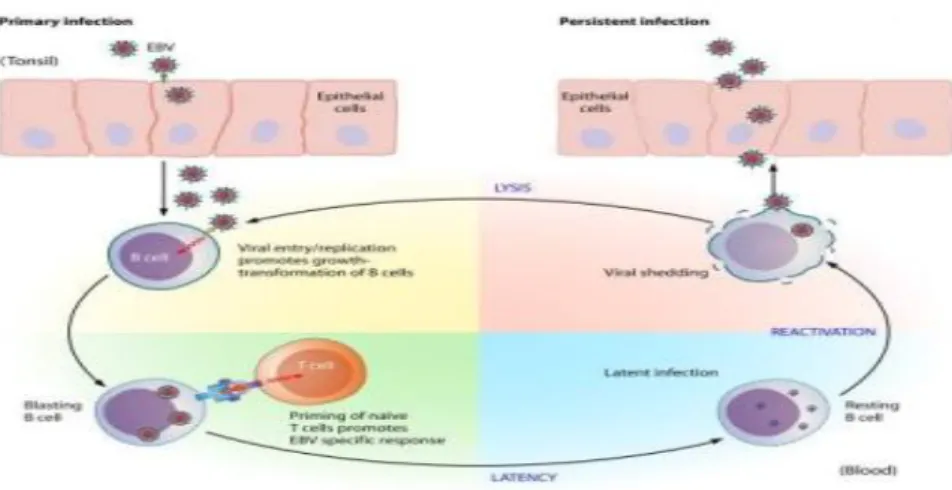 Figure 6: Cycle de vie du virus d’Epstein-Barr et ses interactions avec les cellules hôtes [13] 