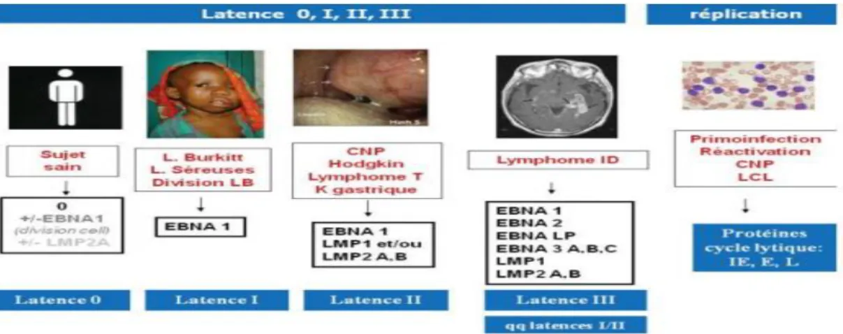 Figure 7: Cycles de latence et cycle lytique du virus EBV et pathologies associées [17] 