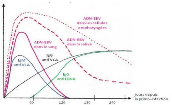 Figure 8: Cinétique des anticorps anti-EBV et de la quantification de l’AND-EBV lors de la  primo-infection (27) 