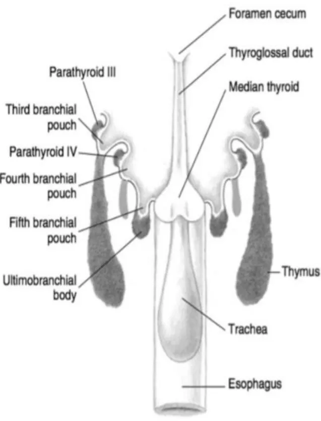 Figure 1 : Schéma montrant l'embryogenèse des glandes parathyroïdes. [4] 