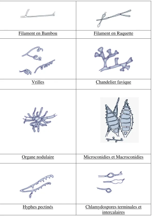 Tableau 1 : Organes et éléments caractéristiques des dermatophytes. 