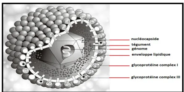 Figure 1 :Représentation schématique d'une particule de l'herpès simplex virus[7]