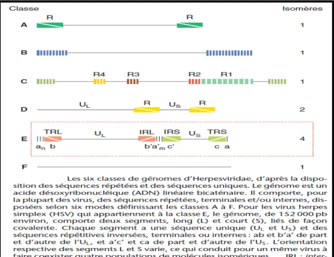 Figure   2  :Organisation du génome du virus de l'herpès simplex[11]