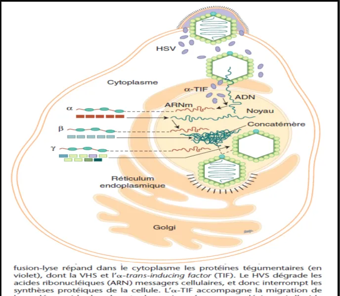 Figure   4  :   Cycle de réplication d’un virus herpès simplex[11]