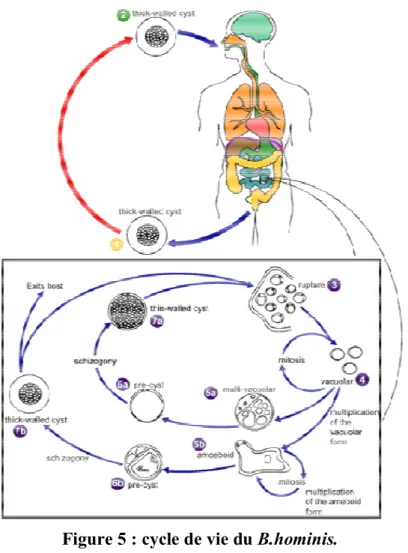 Figure 5 : cycle de vie du B.hominis. 