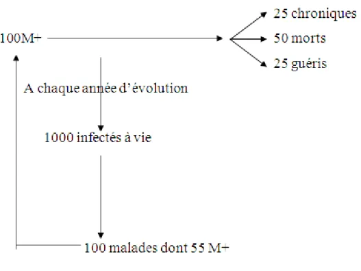 Figure 3 Evolution naturelle en zone d’endémie comme le MAROC 
