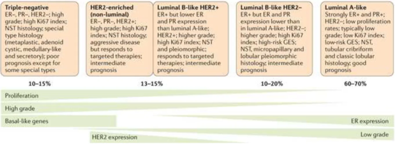 Figure  4.  Classification  du  cancer  du  sein  basée  sur  l'histologie  et  l'expression  des  protéines clés