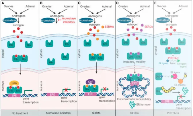 Figure 6. Mécanisme d'action des thérapies endocriniennes 