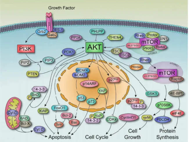 Figure  10.  Représentation  de  la  voie  Akt  et  des  principales  cibles  moléculaires  impliquées dans la signalisation d’Akt