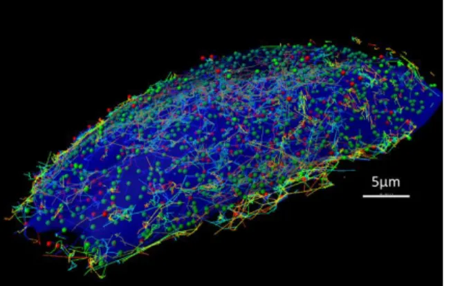 Figure 1. 3D tracking of Gal3-Atto647n (red) vs AP2-eGFP (green) adaptor protein in SUM159 cell.