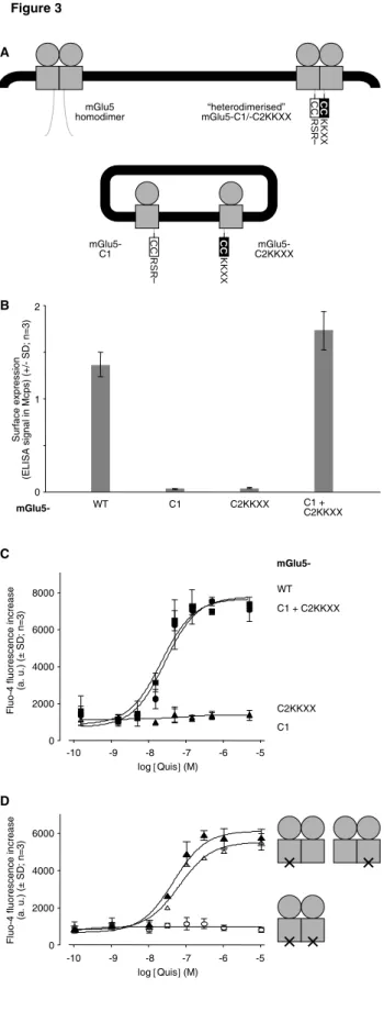 Figure 3 A CC KKX X“heterodimerised”mGlu5-C1/-C2KKXXmGlu5homodimer  mGlu5-C1 CCKKX X  mGlu5-C2KKXX C 8000 6000 4000 02000 mGlu5-WTC1 C2KKXX C1 + C2KKXX