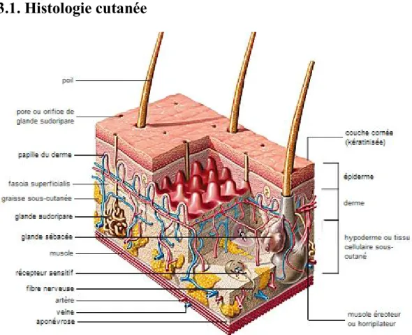 Figure 1: Histologie de la peau. 