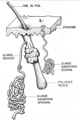 Figure 4: Disposition des différentes glandes cutanées 