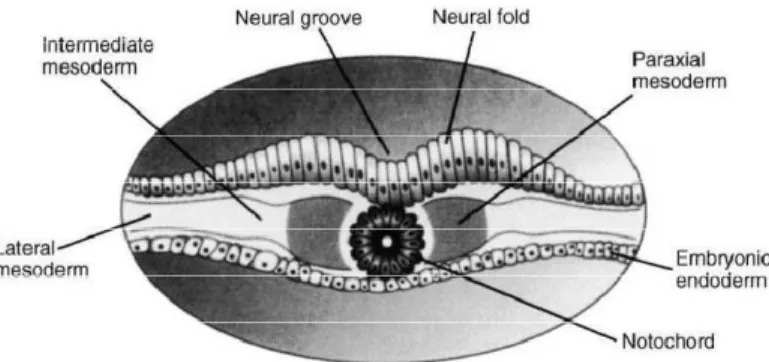 Figure 3 : différenciation du mésoderme autour de la notochorde, d’après Moore. 