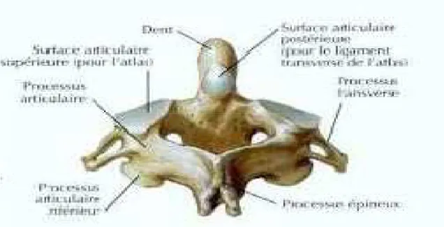 figure 8 : Axis (C2) en vue antérieure (a) et postérieure (b) (Source : Atlas d’anatomie  humaine) 