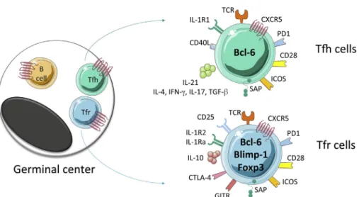Fig. 1 Some of the basic molecules expressed by Tfh and Tfr cells. Tfh and Tfr cells act within follicles and light zones of germinal centers (left) and localize there, together with germinal center B cells, through the attraction of CXCL13, which binds to