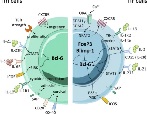 Fig. 2 Signalling and transcriptional regulation of Tfh and Tfr cells. While the Tfh cell program is controlled by Bcl-6 (left), a balance between Bcl-6 and Blimp-1 is critical for the establishment of a full transcriptional profile of Tfr cells (right), w
