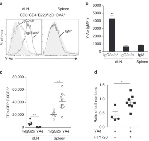Fig. 8 Local and circulating Ag-speci ﬁ c memory Tfh cells are interconnected. Histograms representing Y-Ae expression at the surface of IgG2a/b + or IgG2a/b − IgD − OVA + B cells in the dLN and at the surface of IgM + IgD − OVA + B cells in the spleen 30 