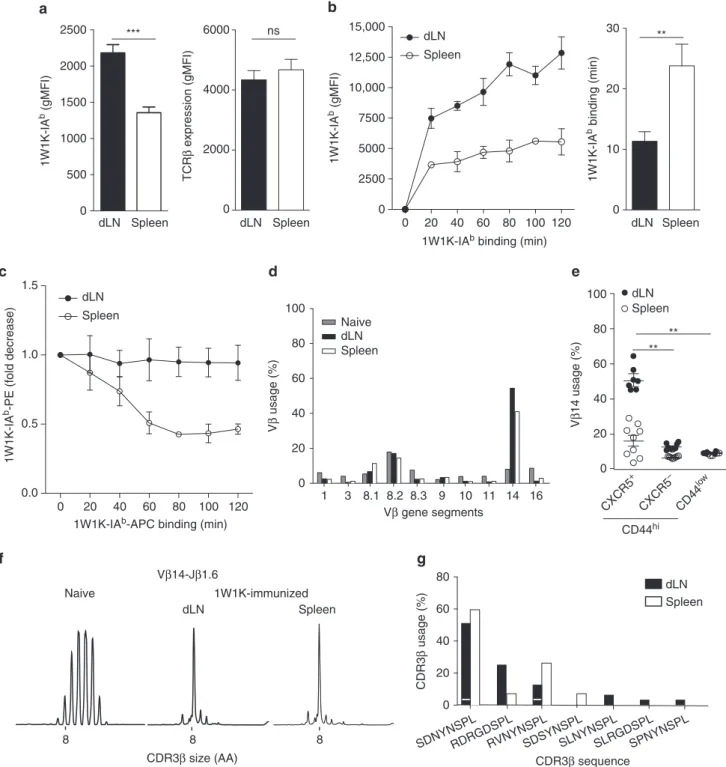 Fig. 3 Local 1W1K-speci ﬁ c memory Tfh cells bear high-af ﬁ nity TCR. gMFI of 1W1K-IA b tetramer and TCR β staining at the surface of dLN and spleen 1W1K- 1W1K-speci ﬁ c mTfh cells (1W1K-IA b+ CD44 + CXCR5 + CD62L − ) at day 30 post immunization (a; mean ±