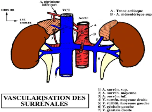 Figure 2 : Vascularisation de la glande surrénale 