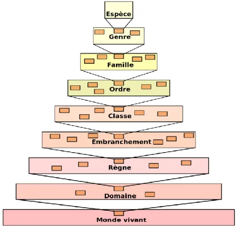 Figure 3: Classification traditionnelle ou classique du monde vivant [10] 
